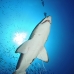 shark_sandtiger_spar_v_0174_nca0465.jpg